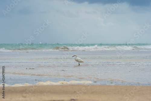 Serene beach with solitary egret and gentle waves. photo