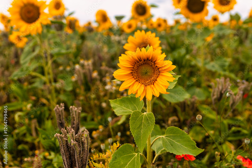 Obraz premium Sunflowers in a bee meadow.