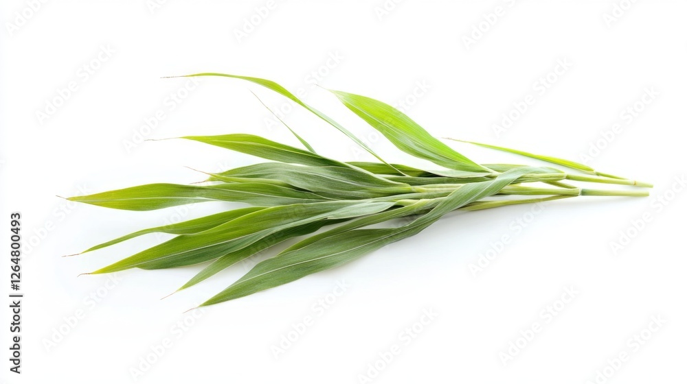 Fototapeta premium Fresh Green Leaves Isolated on White Background for Natural Design