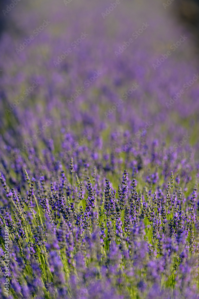 Fototapeta premium FLORES DE LAVANDA