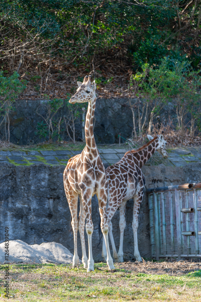 Obraz premium キリン