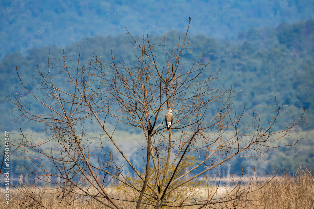 Grey headed Fish Eagle or Ichthyophaga ichthyaetus and collared falconet Microhierax caerulescens two raptor bird of prey perched on same tree in safari at dhikala zone jim corbett national park india Grey headed Fish Eagle or Ichthyophaga ichthyaetus and collared falconet Microhierax caerulescens two raptor bird of prey perched on same tree in safari at dhikala zone jim corbett national park india