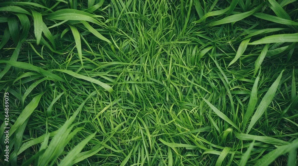 Fresh green grass background texture with lush blades and natural growth patterns ideal for nature themed design Copy Space Fresh green grass background texture with lush blades and natural growth patterns ideal for nature themed design Copy Space