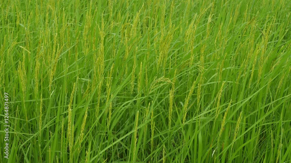 Lush Green Rice Field with Tall Stalks Under Natural Light Lush Green Rice Field with Tall Stalks Under Natural Light