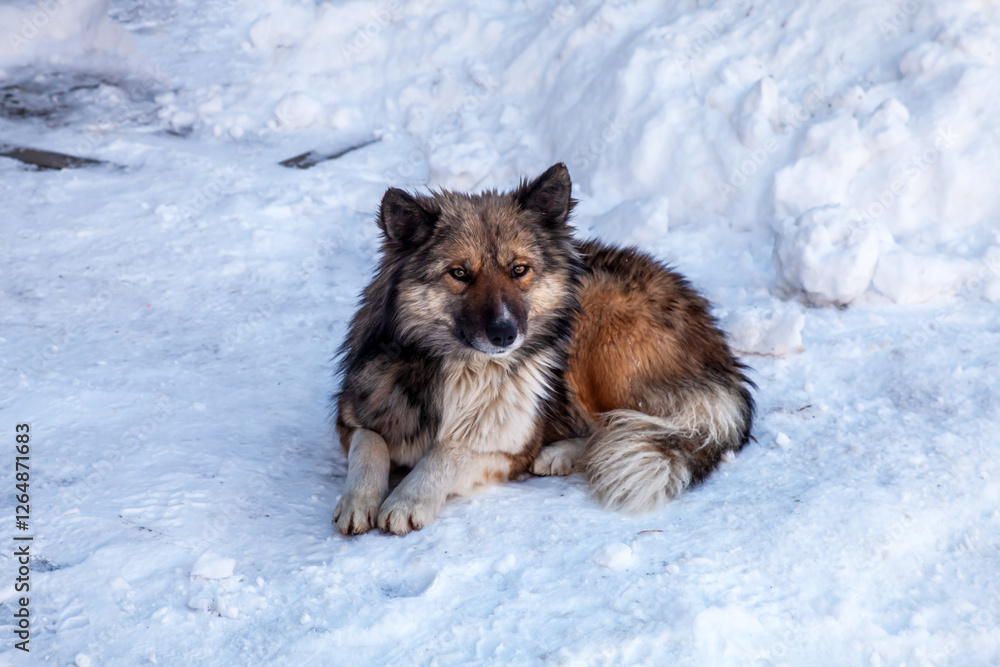 Naklejka premium Dog is laying in the snow. The dog is brown and white