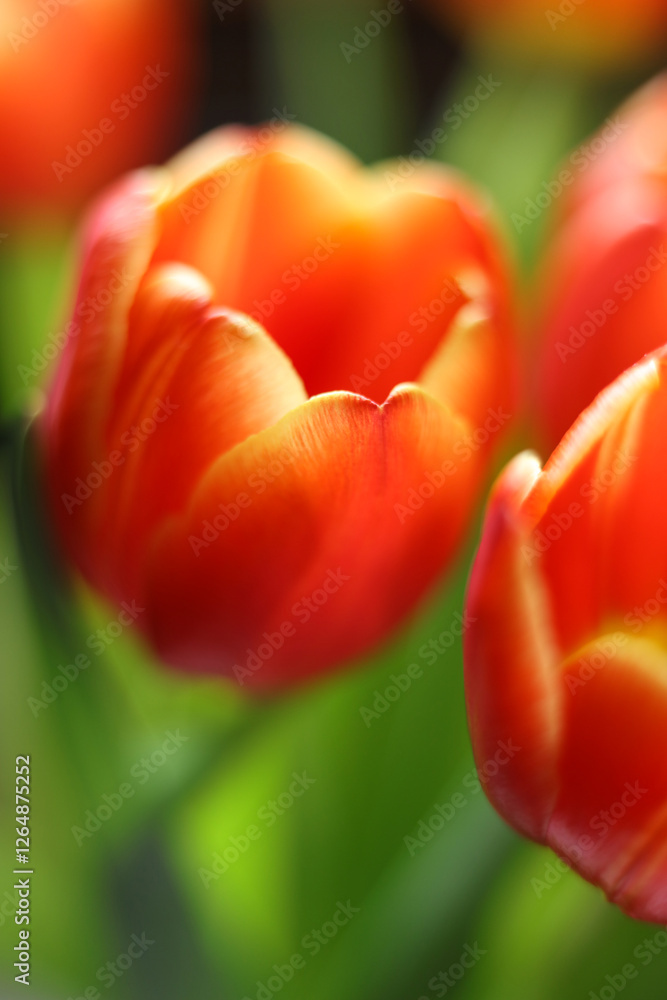 Tulips on a white background. Selective focus. Tulips on a white background. Selective focus.