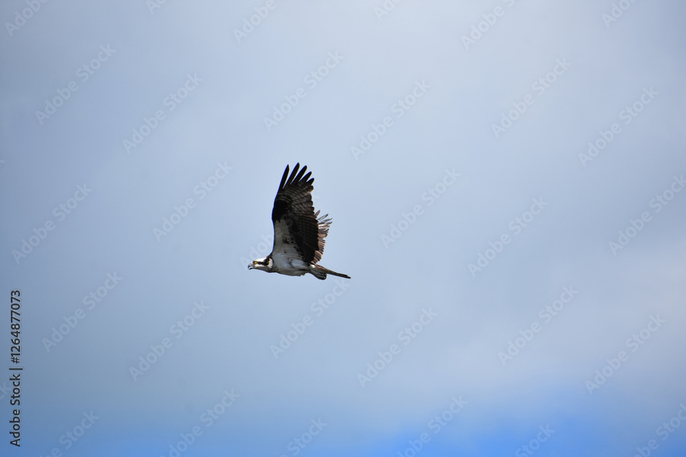 Stunning Close Up of an Osprey Bird in Flight Stunning Close Up of an Osprey Bird in Flight
