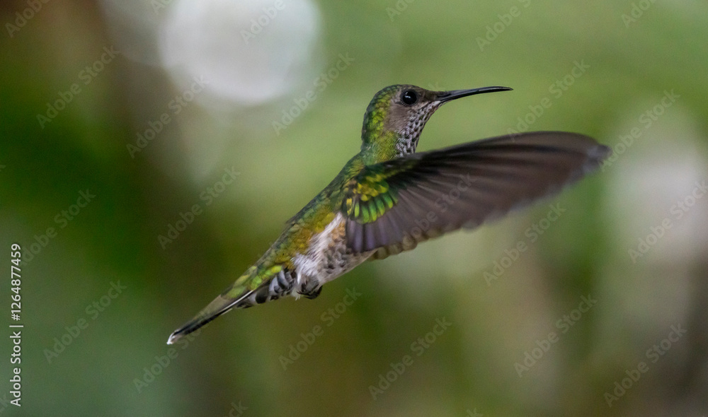 Fototapeta premium hummingbird in flight