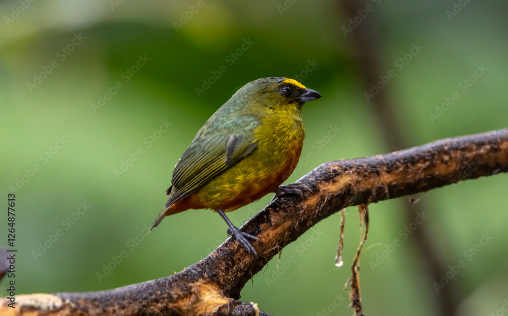 Olive Backed Euphonia Olive Backed Euphonia