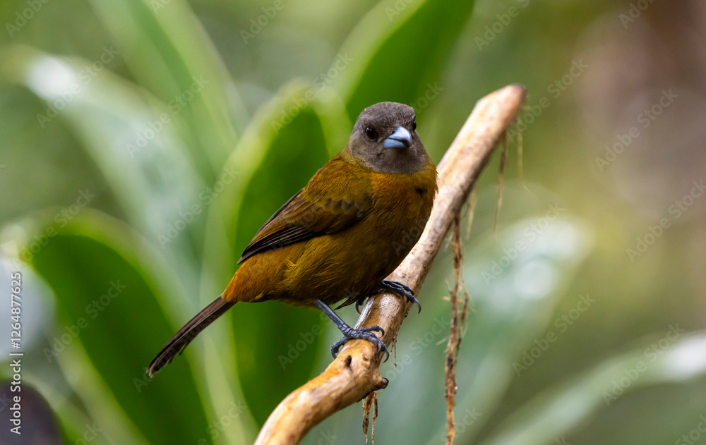 Fototapeta premium Prong Billed Barbet