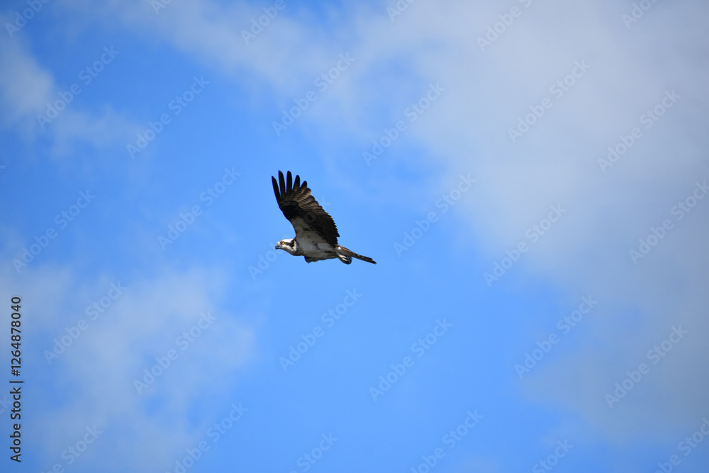 Osprey Soaring in Brilliant Ocean Skies Osprey Soaring in Brilliant Ocean Skies