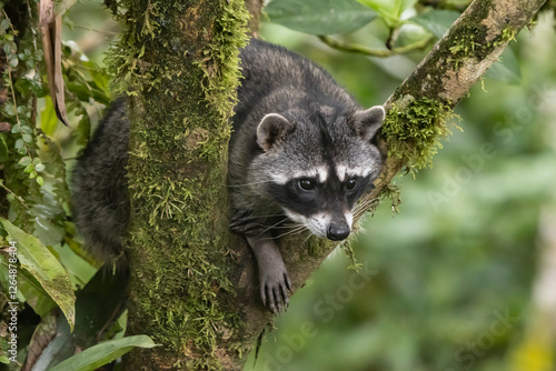 raccoon on a tree