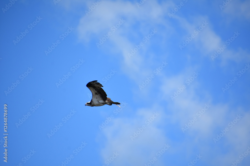 Rare Osprey Bird in Flight in Blue Skies Rare Osprey Bird in Flight in Blue Skies