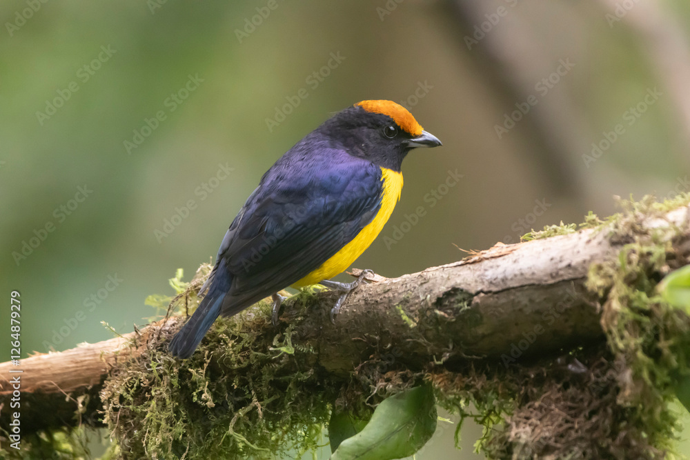 Tawny Capped Euphonia Tawny Capped Euphonia