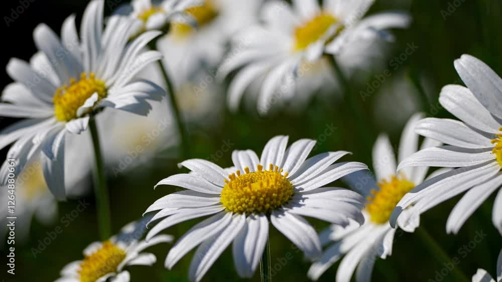 Daisies blooming in a lush green field during a sunny afternoon Daisies blooming in a lush green field during a sunny afternoon