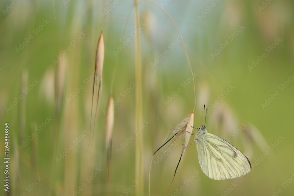 Obraz premium una farfalla pieris napi