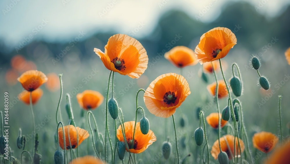 Obraz premium Field of vibrant orange poppy flowers with green buds and stems against a blurred natural background Copy Space