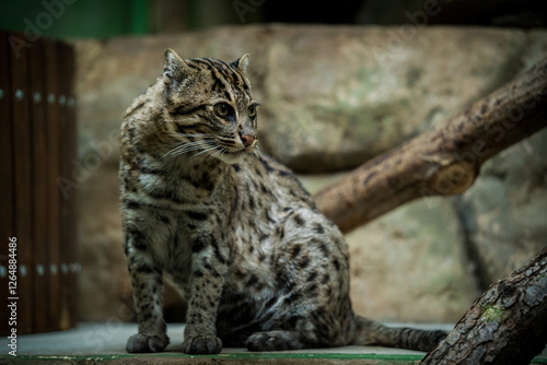 Photography fishing cat portrait in nature park