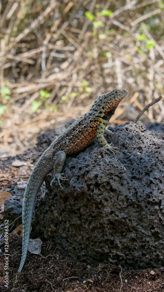 Obraz premium Vertical image of A side profile of a colorful lava lizard on a rock.