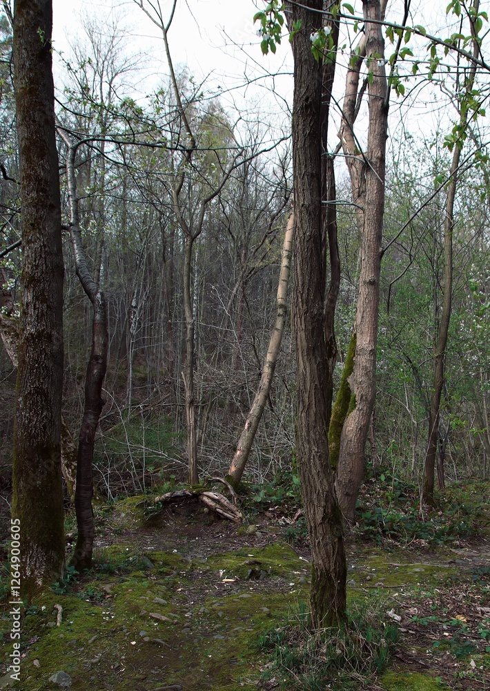 Obraz premium Forest path through dense trees in autumn