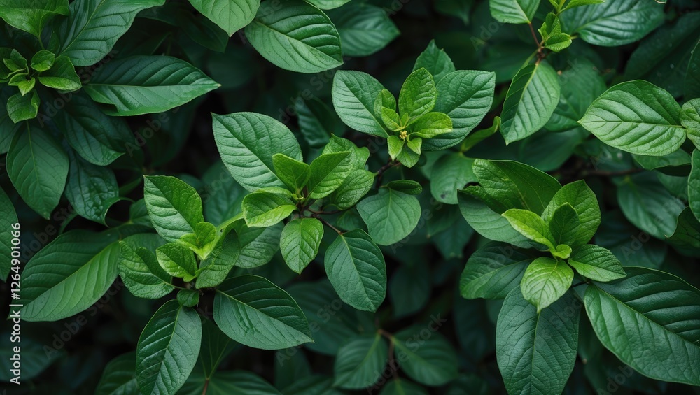 Lush green leaves with varied shapes and textures forming a dense background ideal for natural compositions Copy Space Lush green leaves with varied shapes and textures forming a dense background ideal for natural compositions Copy Space