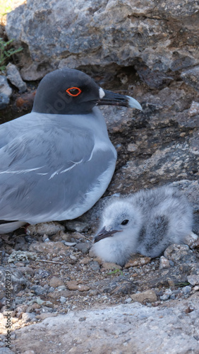 Vertical image of An adult swallow-tailed gull or Creagrus furcatus and its chick on a ground nest.  Location: South Plaza Island, Galapagos Islands, Ecuador photo