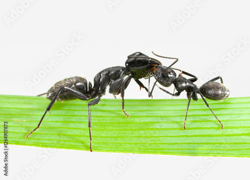 Ants greeting photo