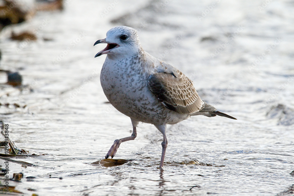 Seagull in sea