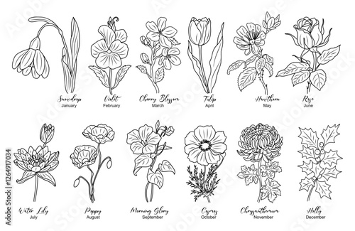 Set of Birth month flowers line art vector illustrations. Snowdrop, Violet, Cherry Blossom, Water lily, poppy, morning glory, cosmos, chrysanthemum, rose outline drawings for tattoo, logo, wall art.