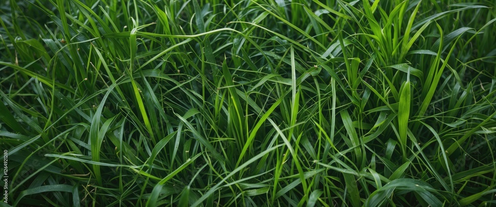 Green grass texture pattern with vibrant blades and natural freshness suitable for backgrounds and layouts with Copy Space Green grass texture pattern with vibrant blades and natural freshness suitable for backgrounds and layouts with Copy Space