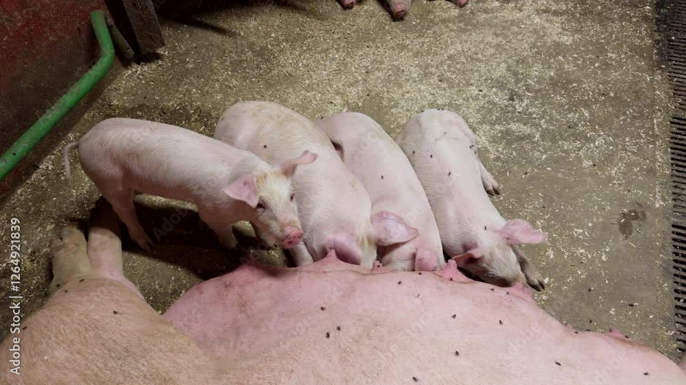 An overweight white sow suckling her piglets at dirty place An overweight white sow suckling her piglets at dirty place