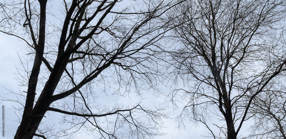 Tree silhouette with bare branches and twigs in a forest against bright sky during winter season, natural abstract trees woodland background Tree silhouette with bare branches and twigs in a forest against bright sky during winter season, natural abstract trees woodland background