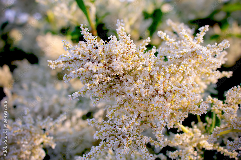 white flowers on a bush branch in the setting sun white flowers on a bush branch in the setting sun