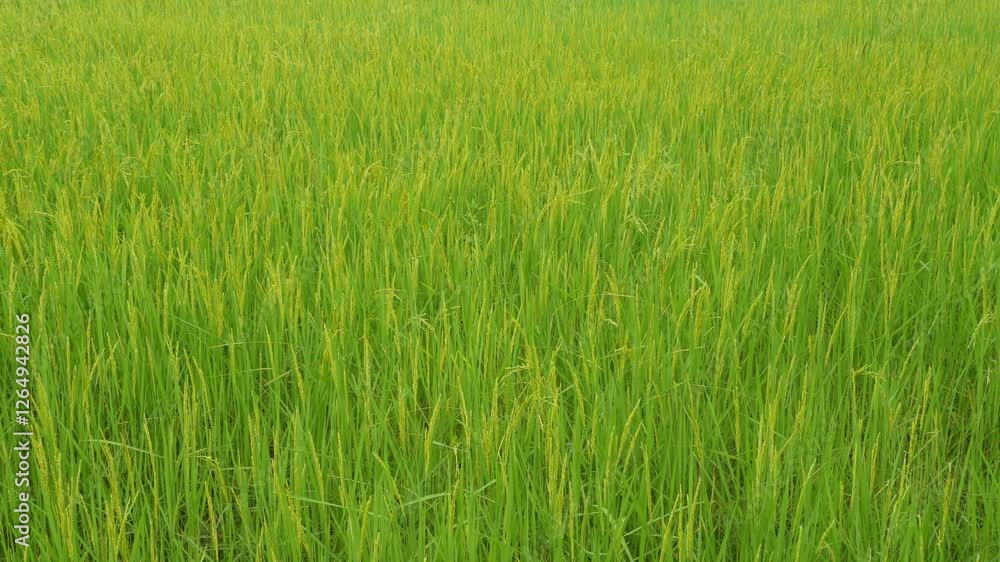 Lush Green Rice Field Landscape Under Soft Natural Light Lush Green Rice Field Landscape Under Soft Natural Light