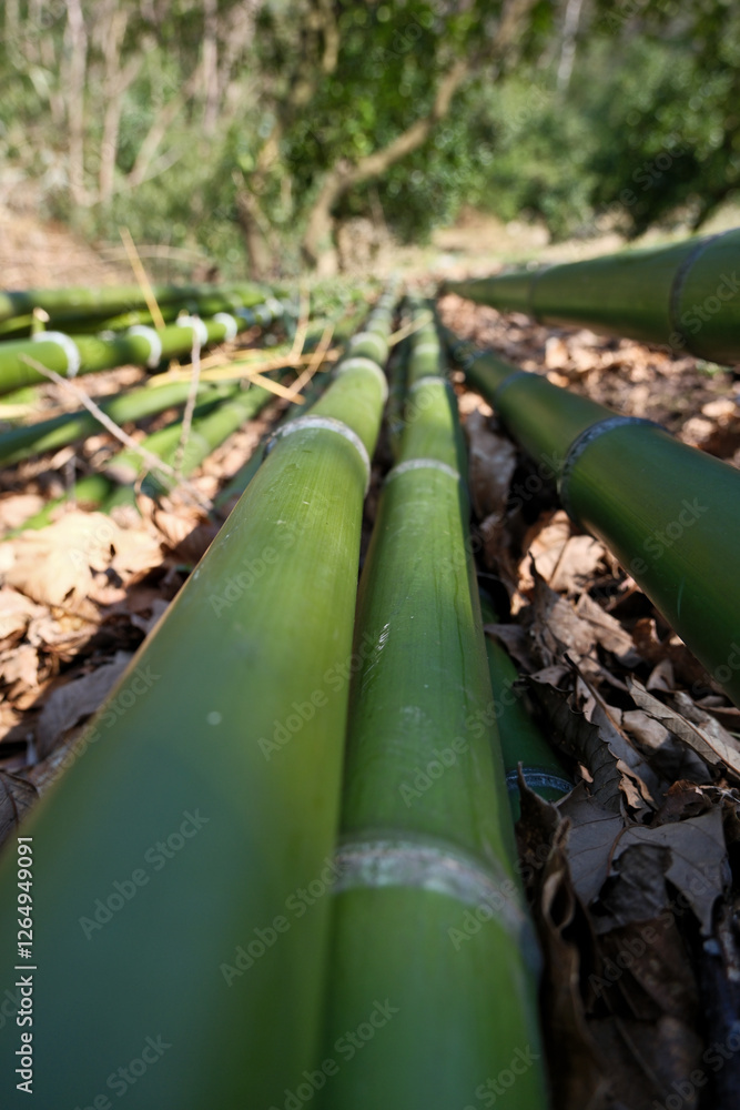 Fototapeta premium Bamboo plantation in the forest, close up of bamboo trunks. Bamboo trunks lying on the ground