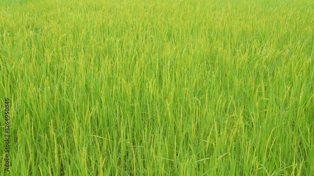 Lush Green Rice Field Under Bright Sky with Abundant Crop Growth Lush Green Rice Field Under Bright Sky with Abundant Crop Growth