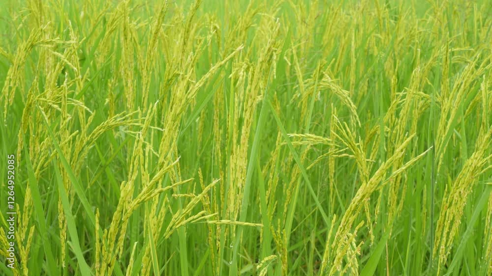 Lush Green Rice Field with Grain Heads in Bright Sunshine Lush Green Rice Field with Grain Heads in Bright Sunshine