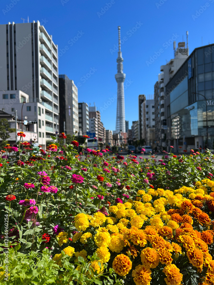 Skytree seen from the road next to the Sumida river in Tokyo
