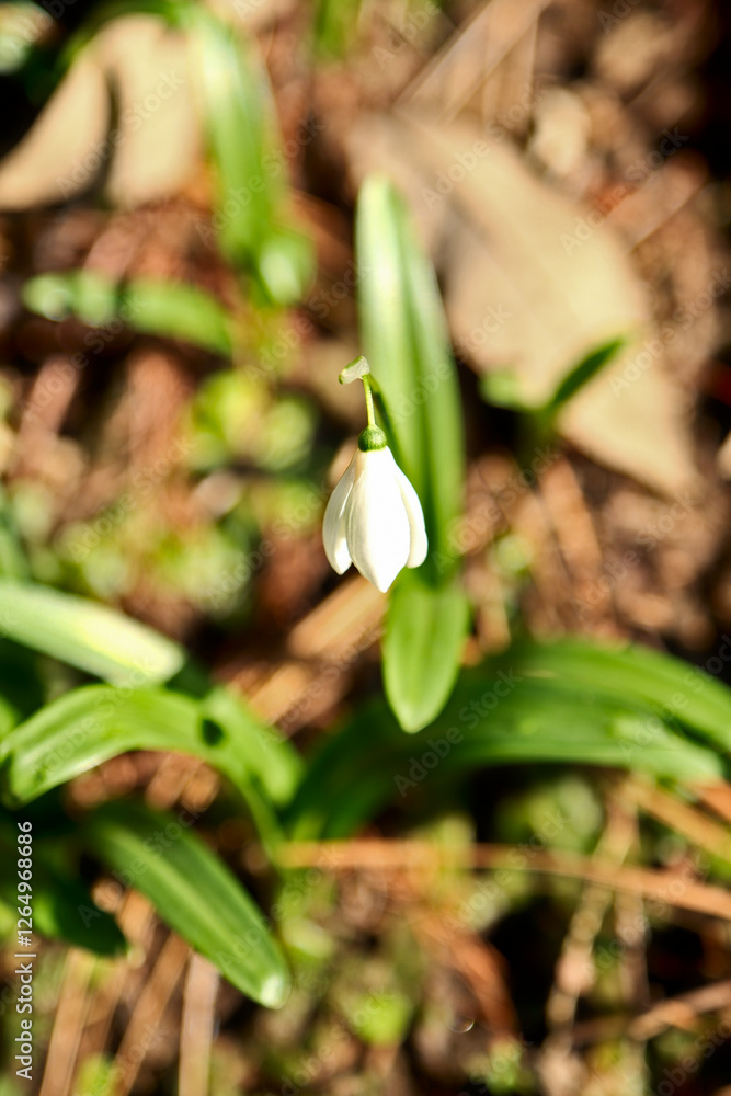 Snowdrop flower, Galanthus nivalis, close-up. Beautiful white snowdrop flower in the garden on a sunny spring day Snowdrop flower, Galanthus nivalis, close-up. Beautiful white snowdrop flower in the garden on a sunny spring day