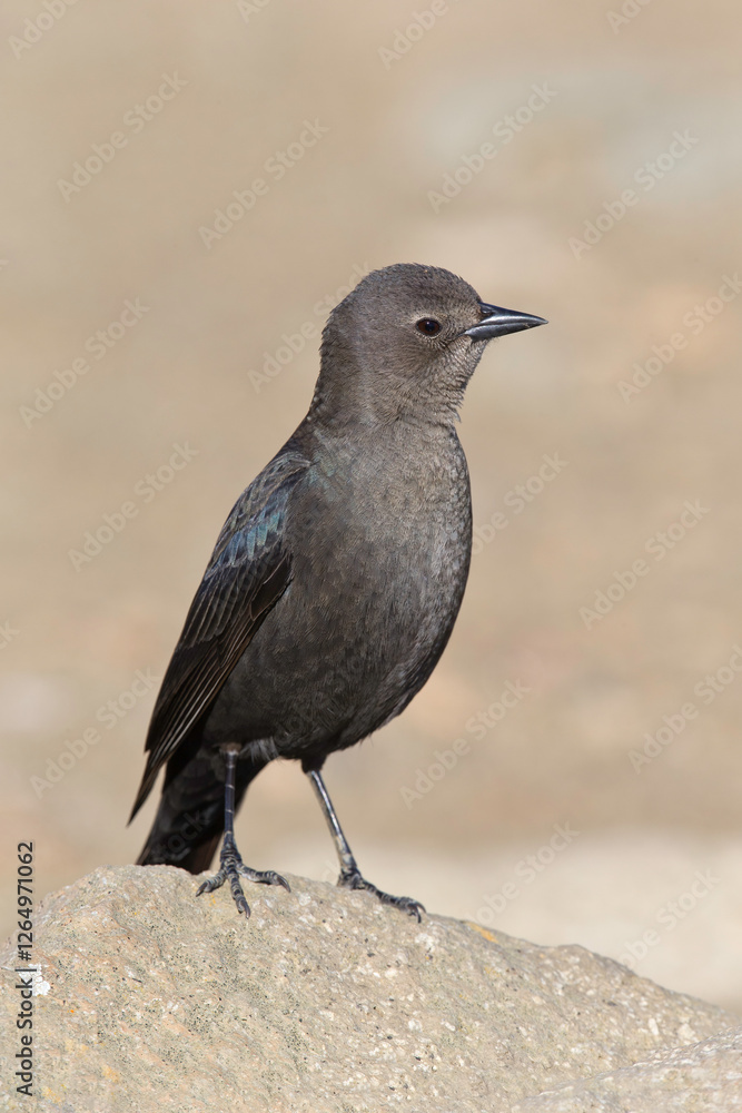 Brewers Blackbird female, coastal California, USA Brewers Blackbird female, coastal California, USA