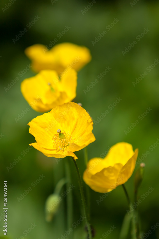 yellow poppy flowers in a garden, shallow depth of field yellow poppy flowers in a garden, shallow depth of field