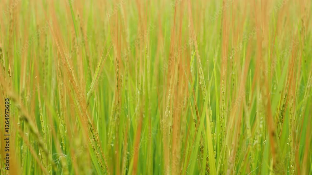 Lush Green Rice Field with Dew Drops in Bright Natural Light Lush Green Rice Field with Dew Drops in Bright Natural Light
