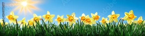 Vibrant Yellow Daffodils in Full Bloom, Backlit by Warm Sunshine Against a Clear Blue Sky photo