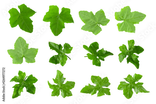 Green leaves isolated on a transparent background photo