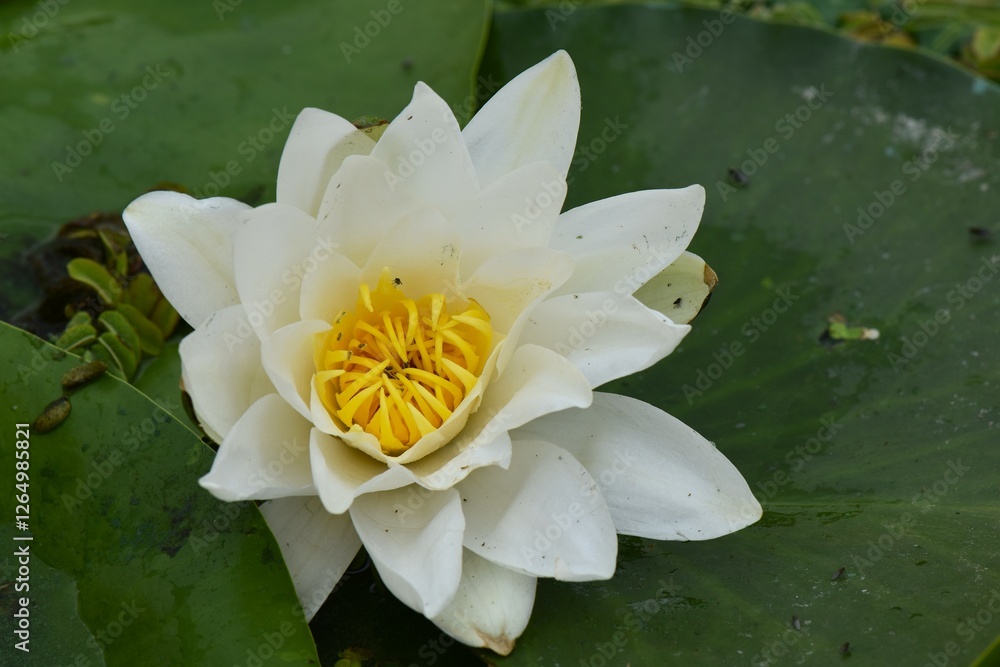 White water lily in the pond with lotus leaves White water lily in the pond with lotus leaves
