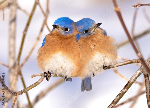 Fotografie a pair of juvenile blue birds cuddling together on a cold wintes day