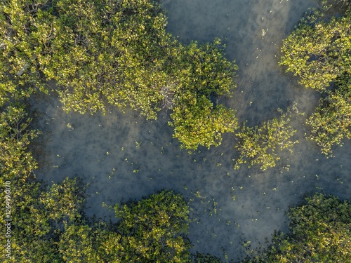 Aerial view of vibrant mangrove forest. Healthy ecosystem thrives in shallow water. Nature's beauty. TAHUNA TOREA, GLENDOWIE, AUCKLAND, NZ photo