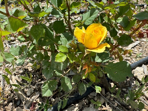 Beautiful yellow rose close-up. Golden rose selective focus. Rose Landora, scientifically known as Rosa Landora, is a striking, disease-resistant, hybrid tea variety with vibrant yellow rose.
 photo