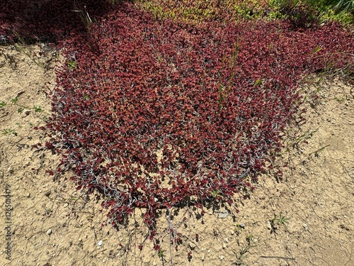 Close-up of red leafed succulent Phedimus spurius growing in botanical garden. Sedum spurium. Caucasian stonecrop or two-row stonecrop, is a species of flowering plant in the family Crassulaceae.  
 photo