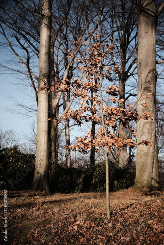 Fototapeta Naklejka Na Ścianę i Meble -  drzewo